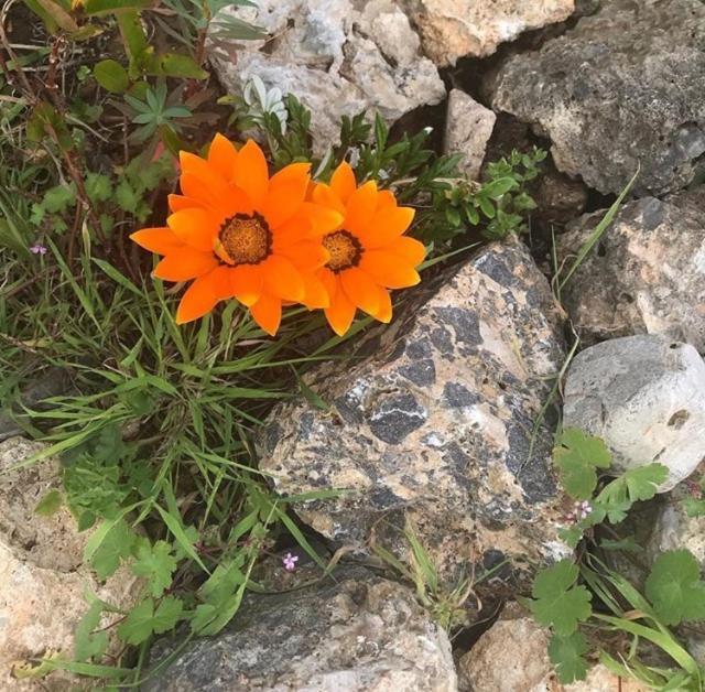 Casa Diana Bed and Breakfast Isola di Giannutri Εξωτερικό φωτογραφία